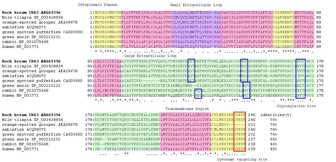 Multiple alignment of amino acid sequences of the rock bream CD63.