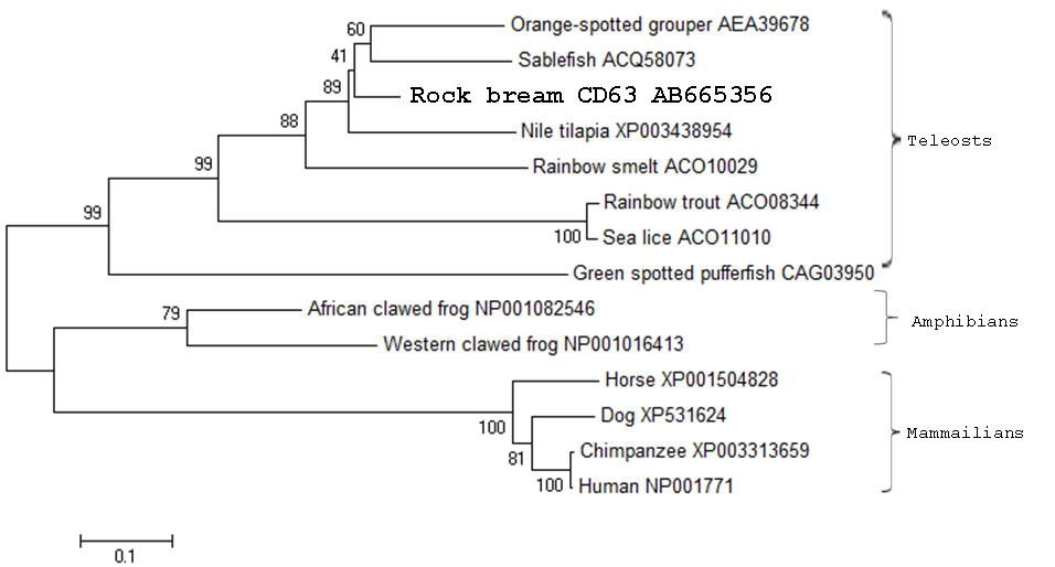 Neighbor-joining phylogenetic tree of CD63 amino acid sequences reported in representative taxa.