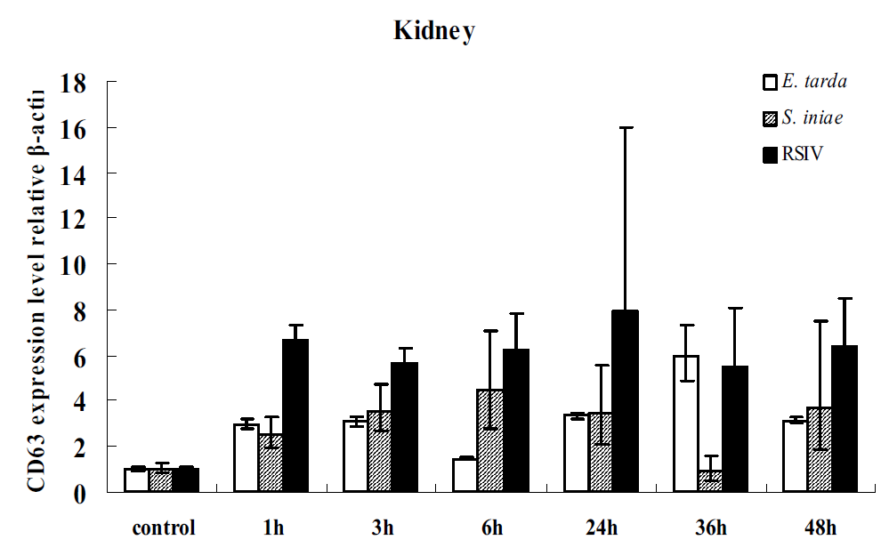 Expression of CD63 is several tissyes rock bream infected by E. tarda, S. iniae and RSIV.