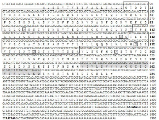 cDNA and deduced amino acid sequences of RbCD200.