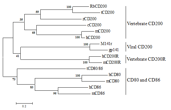 Phylogenetic analysis of CD200 based on entire amino acid sequences.