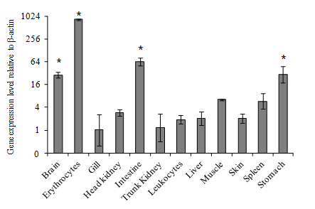 Gene expression of RbCD200 in various tissues of healthy rock bream by real-time PCR.