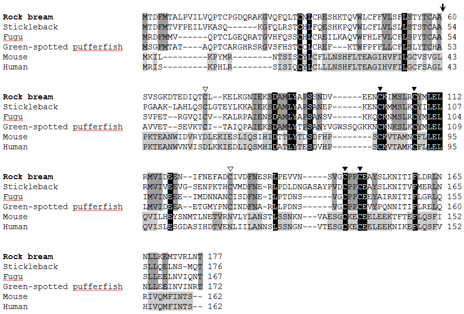 Comparison of rock bream IL-15 amino acid sequence to other known IL-15 sequence.