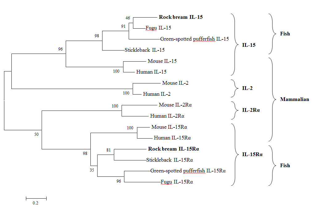 A phylogenetic analysis of IL-15, IL-15Rα, IL-2 and IL-2Rα by Mega 4.