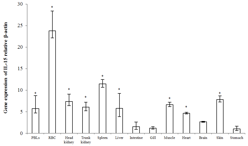 Gene expression of rock bream IL-15 in various tissues of healthy fish by real-time PCR.