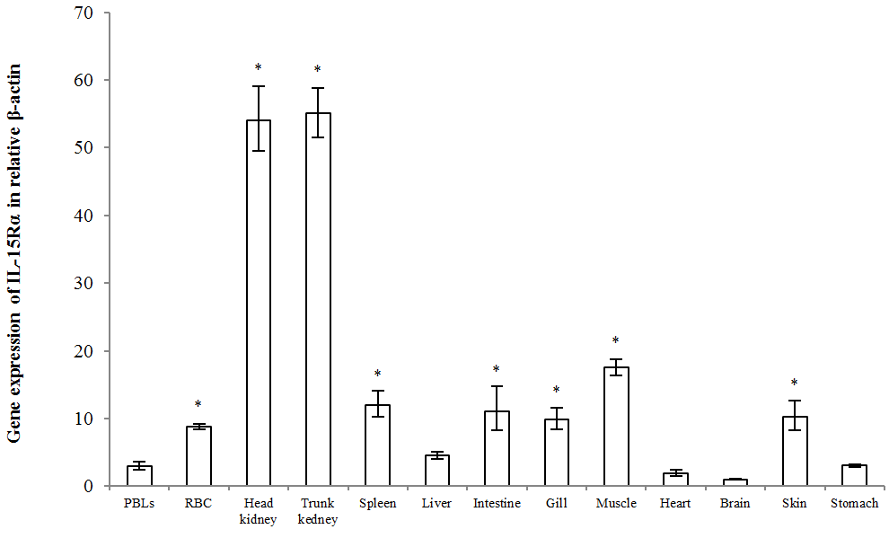 Gene expression of rock bream IL-15Rα in various tissues of healthy fish by real-time PCR.