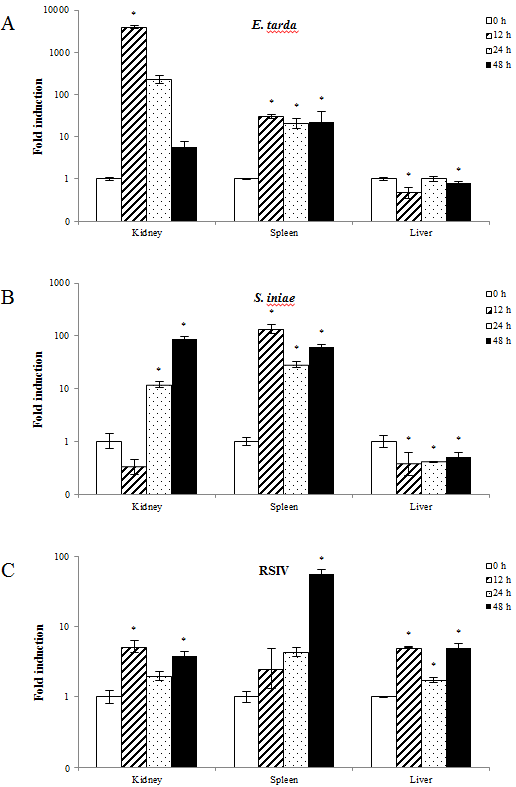 Gene expression of rock bream IL-15Rα in the kidney, spleen and liver after infection with Edwardsiella tarda (A), Streptococcus iniae (B), and red seabream iridovirus (RSIV) (C).