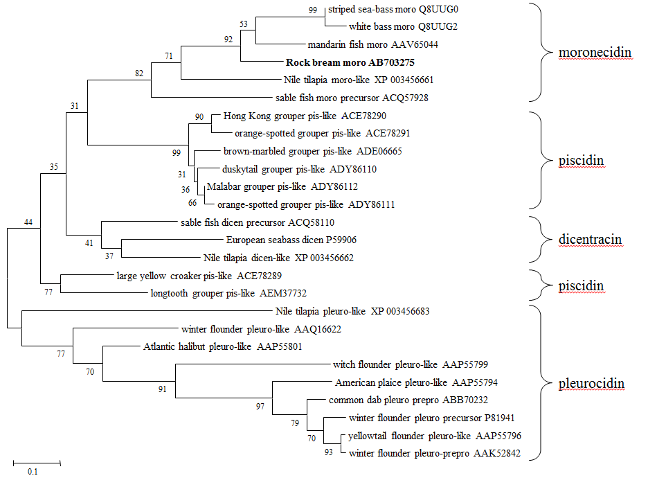 A phylogenetic analysis of moronecidin by Mega 4.