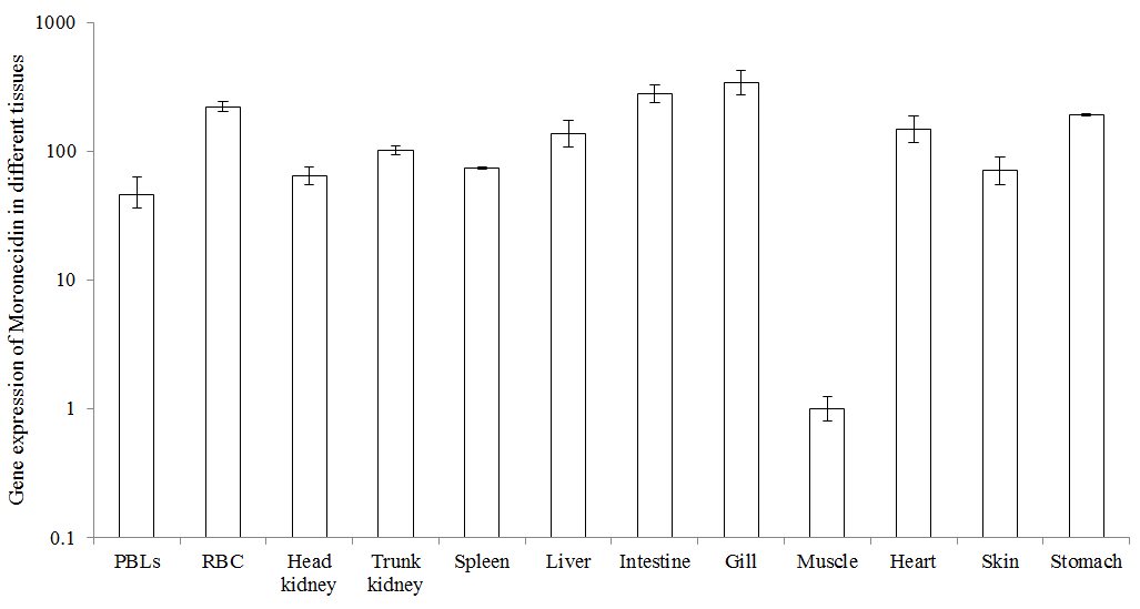 Gene expression of rock bream moronecidin in various tissues of healthy fish by real-time PCR.