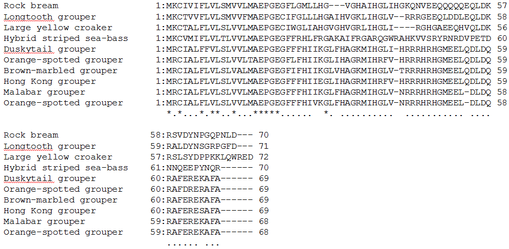 Comparison of rock bream piscidin amino acid sequence to other known piscidin sequence.