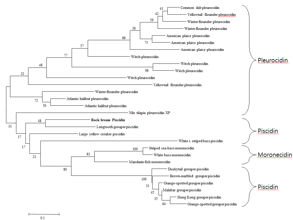 A phylogenetic analysis of piscidin by Mega 4.