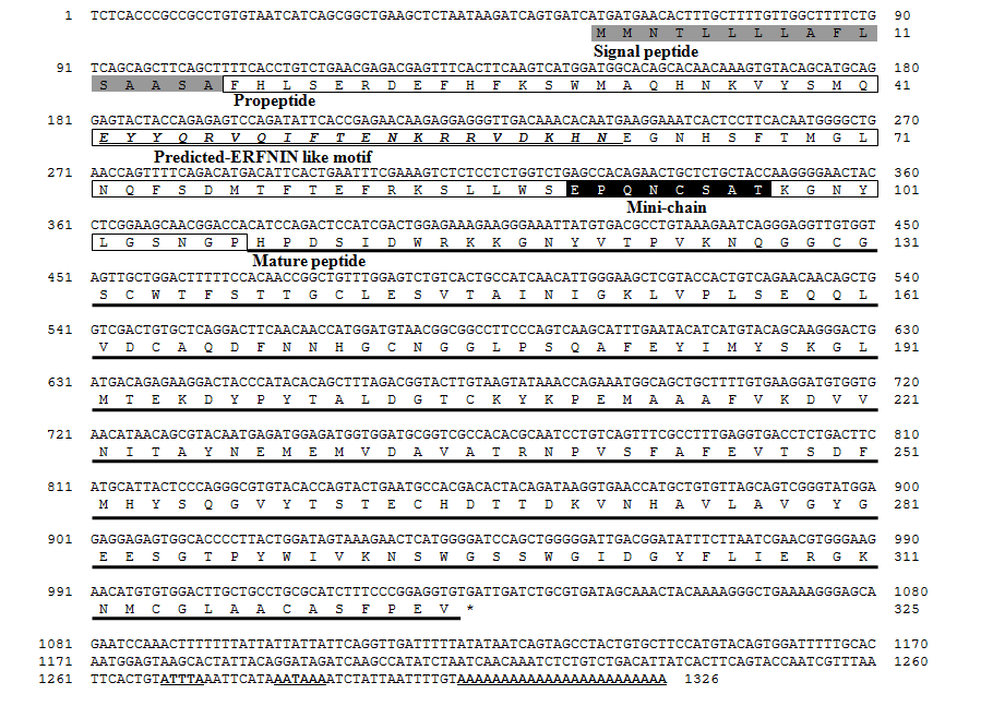 The cDNA and deduced amino acid sequence of the rock bream CTSH.