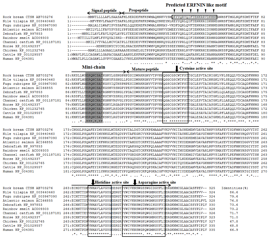 Comparisons between the rock bream CTSH amino acid sequence and other known CTSH sequences.
