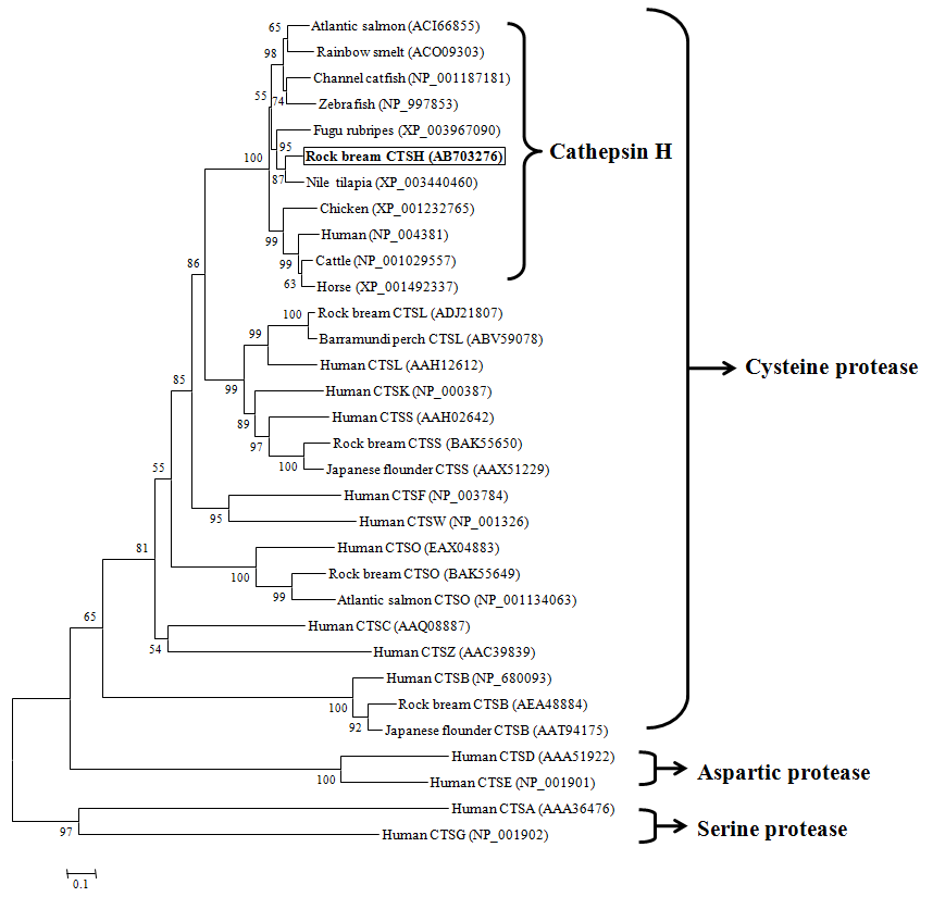 neighbour-joining tree of rock bream CTSH constructed using Mega 4 software.