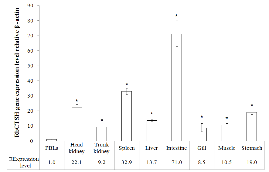 Quantitative real-time PCR analysis of RbCTSH gene expression in various tissues of healthy rock bream fish.