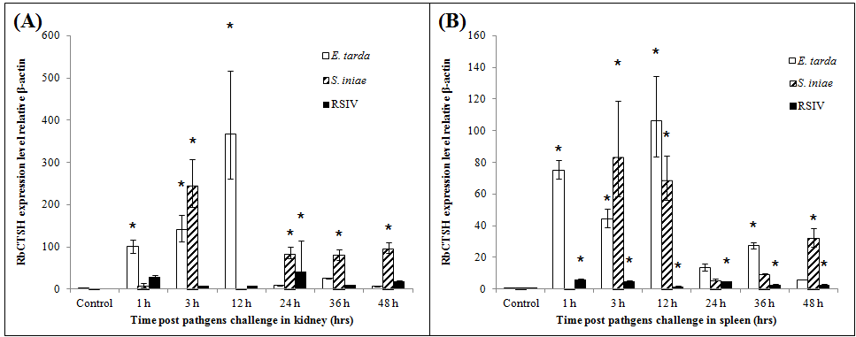 Expression of RbCTSH mRNA in whole kidney and spleen of rock bream infected with E. tarda, S. iniae or RSIV.