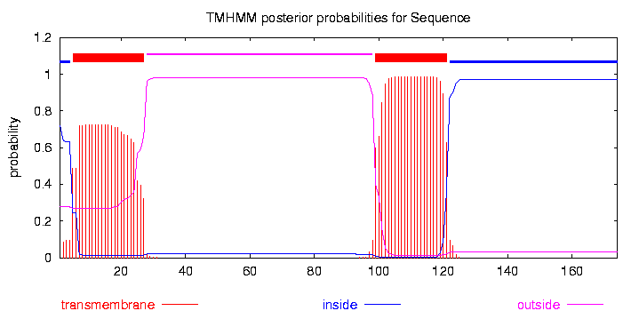 1개의 transmembrane domain이 존재함 (N-term signal peptide 있음).