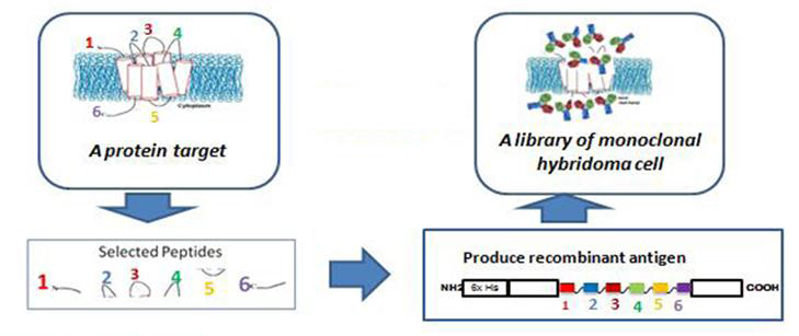 Specific epitope screening of antibody and produce recombinant antigen for develop of library of monoclonal hybridoma cell