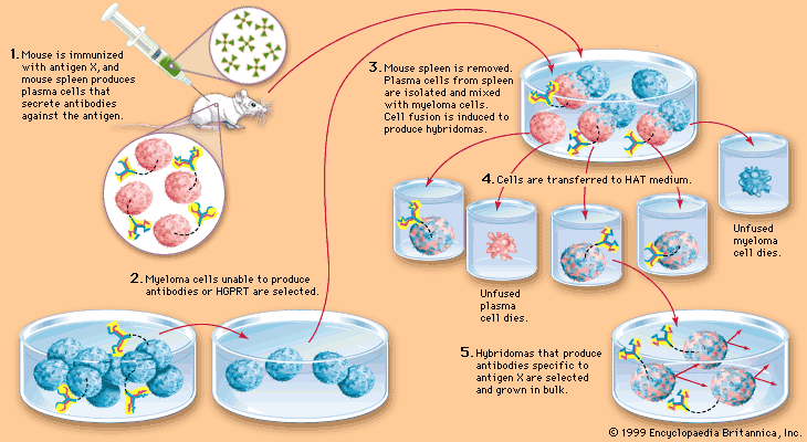 Monoclonal antibody production process