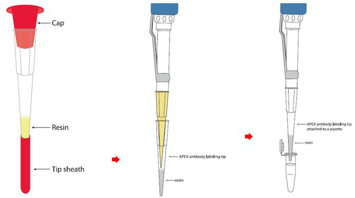 Antibody labeling process