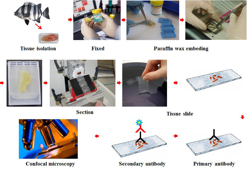 Immunofluorescence process