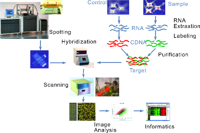 Microarray analysis