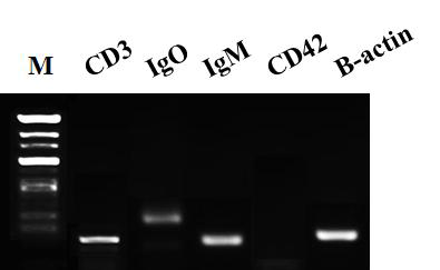 Leukocyte surface marker expression of Rock bream PBLs