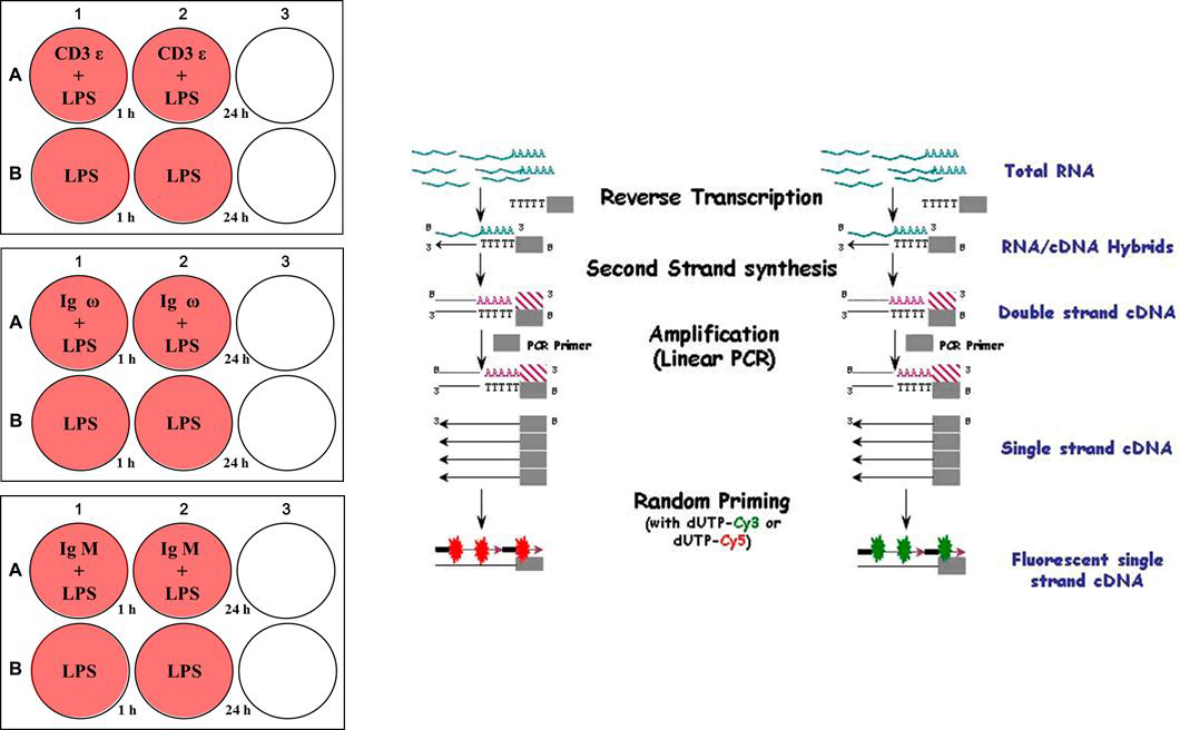 LPS stimulation and monofunctional reactive dyes labeling