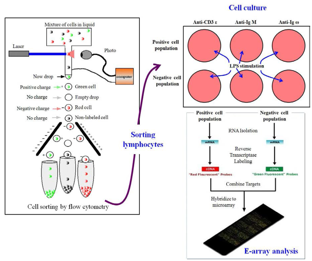항체 및 flow cytometry를 이용한 특정 백혈구 분리 및 E-array 분석을 통한 백혈구 기능 해석