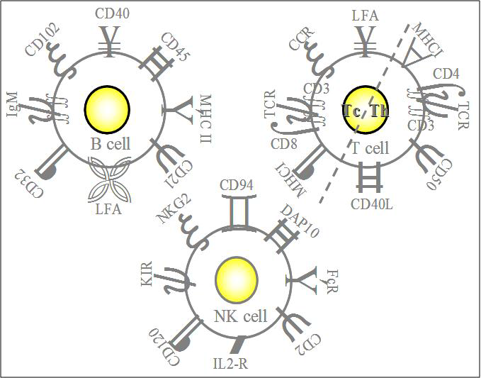 T7과 SP6 primer를 이용하여 15℃cDNA library colony-PCR 수행 결과