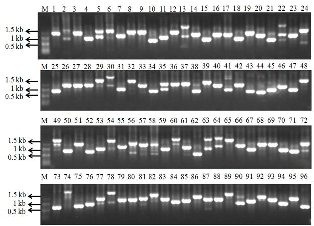 T7과 SP6 primer를 이용하여 25℃cDNA library colony-PCR 수행 결과
