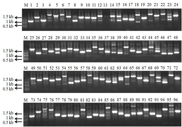 T7과 SP6 primer를 이용하여 LPS 자극 적혈구 cDNA library colony-PCR 수행 결과