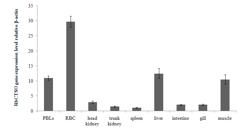 Expression of RbFH mRNA in various tissues of healthy rock bream.