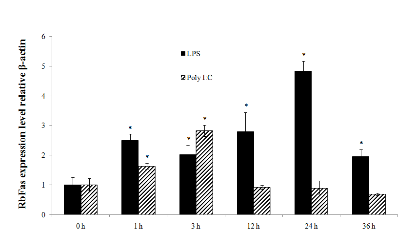 Quantitative real-time PCR analysis of RbFas expression in rockbream PBLs stimulated with LPS or poly I:C at 1, 3, 6, 12, 24, and 36 h