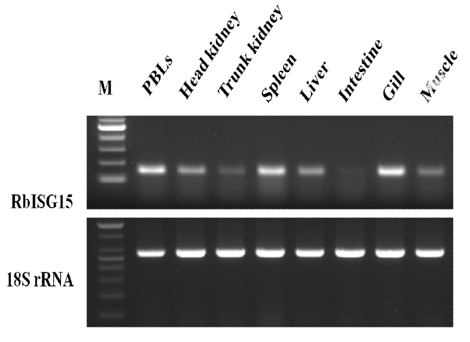Detection of the rock bream ISG15 mRNA levels and 18S rRNA from various tissues of healthy rock bream via RT-PCR.