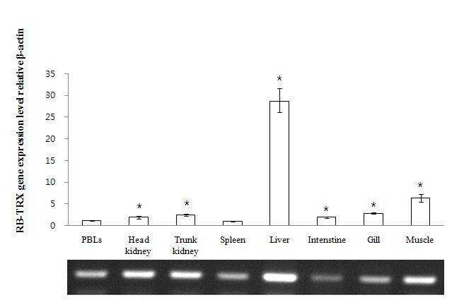 Expression of RbTRx1 mRNA in various tissues of healthy rock bream.