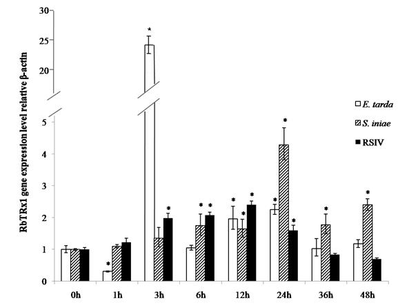 Quantitative real-time PCR analysis of the RbTRx1 gene expression at different time points in rock bream kidney infected with E. tarda, S. iniae, and Iridovirus.