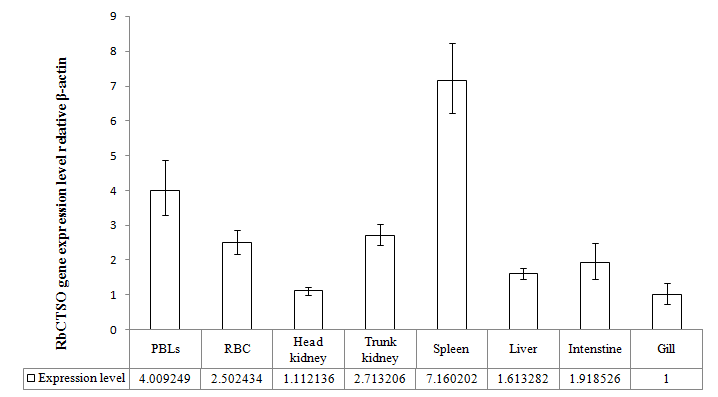 Real-time RT-PCR analysis of CTSO gene expression in various tissues of healthy rock bream.