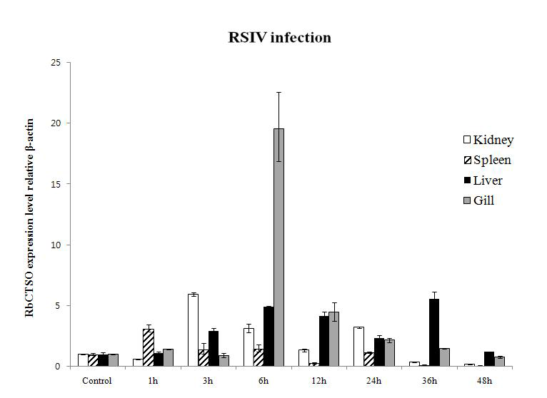 Expression of RbCTSO mRNA in tissue of rock bream infected by RSIV.