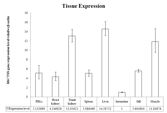 Real-time RT-PCR analysis of CTSS gene expression in various tissues of healthy rock bream.
