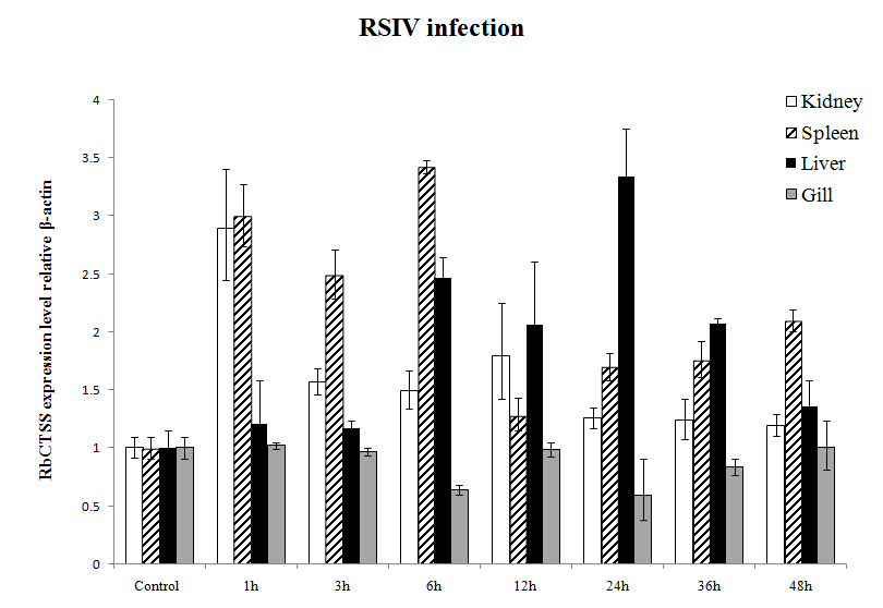 Expression of RbCTSS mRNA in tissue of rock bream infected by RSIV.