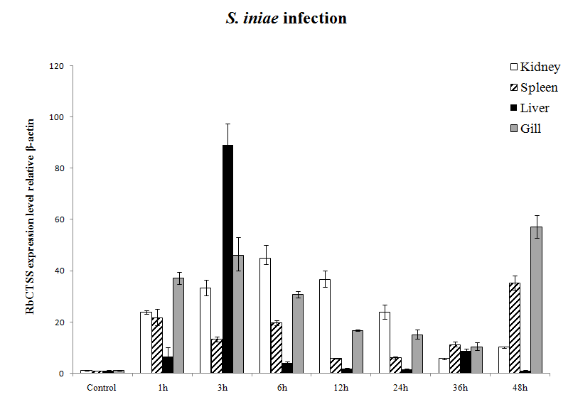 Expression of RbCTSS mRNA in tissue of rock bream infected by S. iniae.