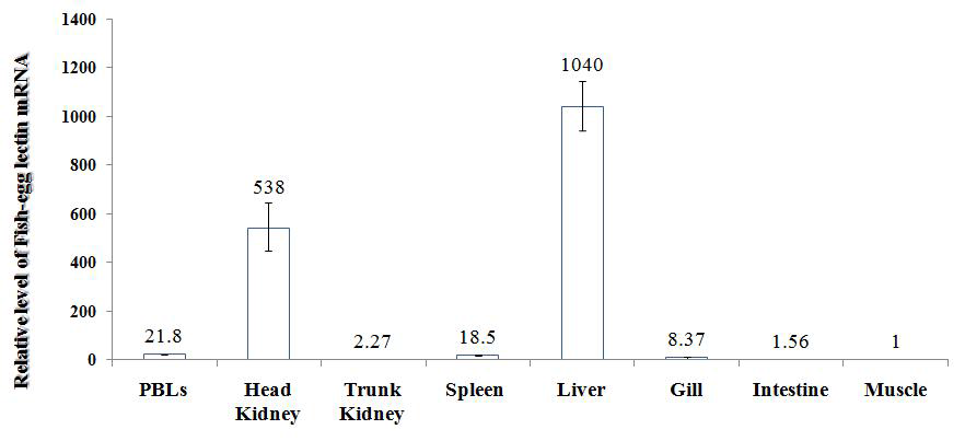 Quantitative real-time PCR analysis of the Fish-egg lectin expression in various tissues of healthy rock bream.