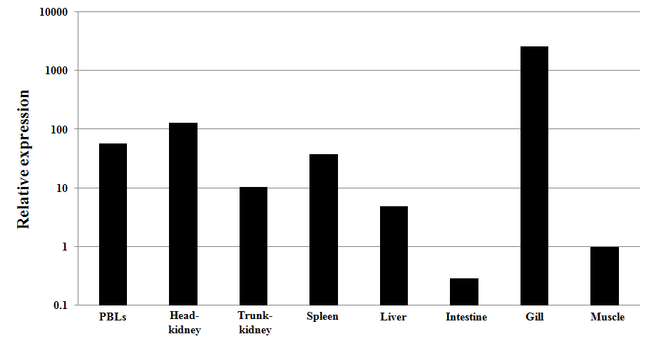 Quantitative real-time PCR analysis of the Lily-type lectin expression in various tissues of healthy rock bream.