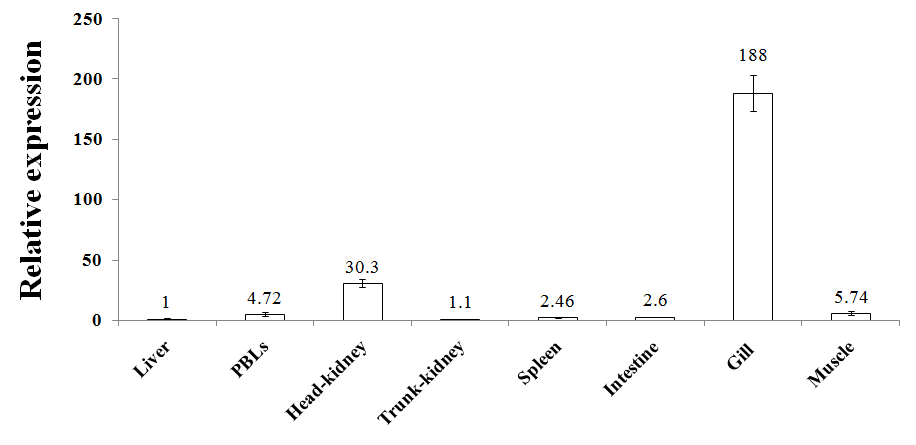 Quantitative real-time PCR analysis of the Nattectin expression in various tissues of healthy rock bream.