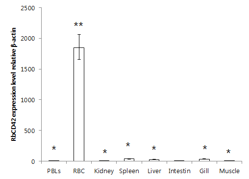 Expression of CD42 mRNA in various tissues of healthy rock bream.