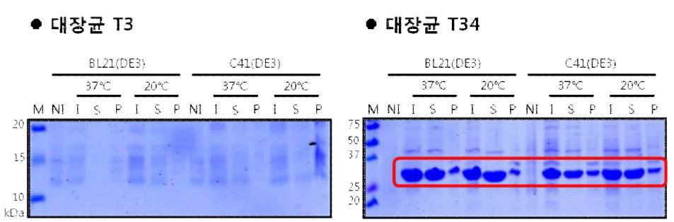 재조합된 대장균 T3와 T34의 과발현된 SDS-PAGE 결과