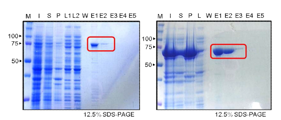 T.maritima topoisomerase 1과 대장균 topoisomerase 1 단백질의 Ni-NTA 컬럼 후의 SDS-PAGE 결과