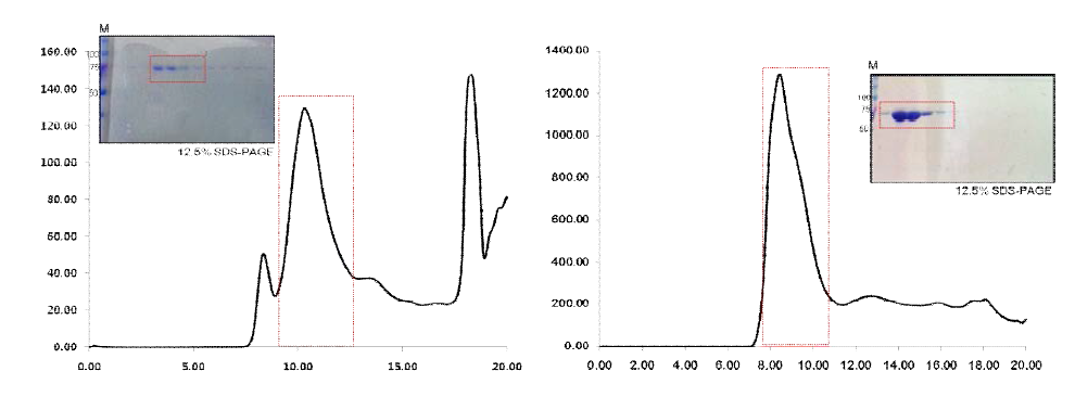 T.maritima topoisomerase 1과 대장균 topoisomerase 1 단백질의 superdex75 컬럼 후의 스펙트럼과 SDS-PAGE 결과