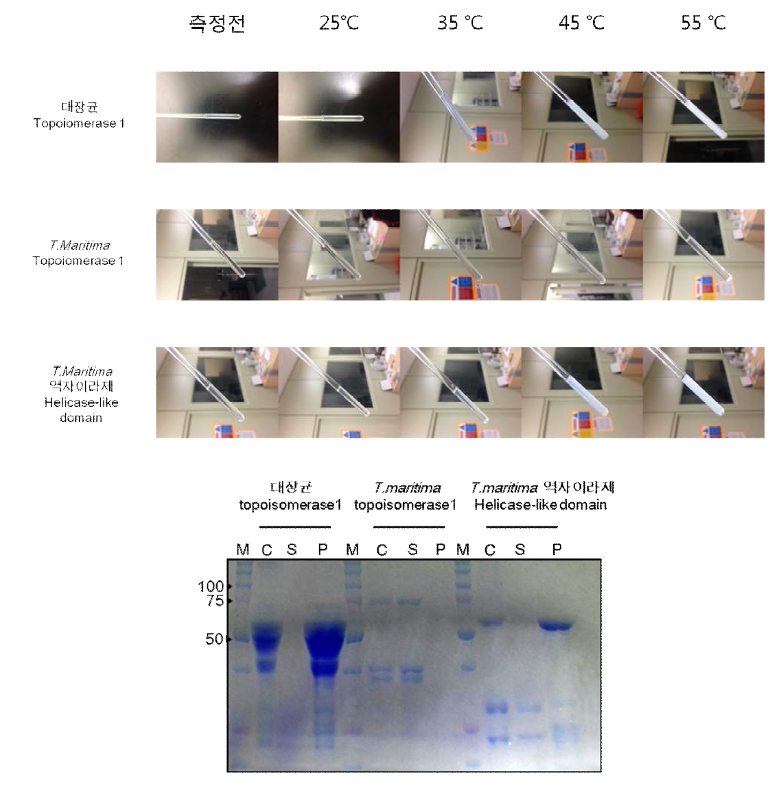 역자이라제 Helicase-like domain, T.maritima topoisomerase 1과 대장균 topoisomerase 1 단백질의 온도에 따른 NMR tube속 변화 (위) 및 55℃ 이후 단백질들의 상태를 나타낸 SDS-PAGE 결과 (아래)